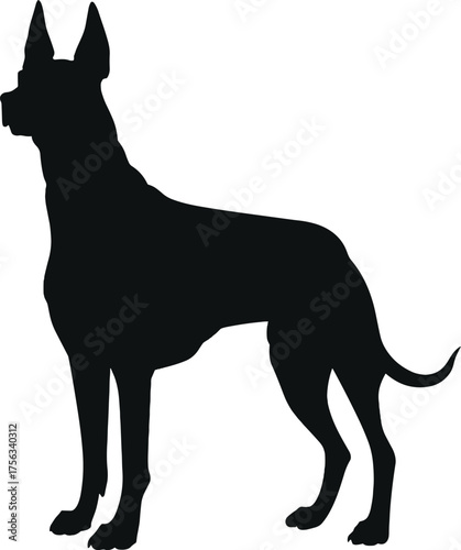 Vector art of silhouette of a great dane dog standing