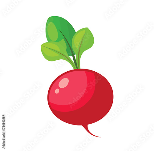Fresh red radish with vibrant green leaves on a white background