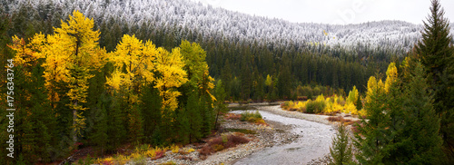 Similkameen River Autumn Colors and Snow Panorama. An aspen grove along the Similkameen River in full autumn colors with a dusting of snow above. British Columbia, Canada.

