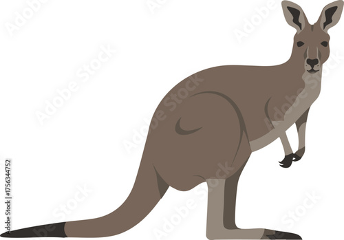kangaroo
