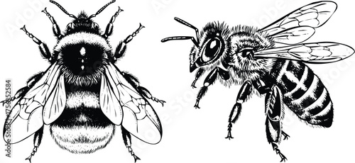 Vector art of two bees engraving art design