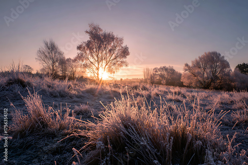 Wallpaper Mural Golden sunrise illuminates frosty meadow with sparkling ice crystals on grass and trees, casting long shadows across the serene winter landscape. Torontodigital.ca