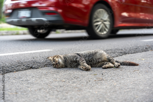 A sad and stark scene of a gray cat hit by a car, lying lifeless on the side of the road, on the pavement. Cars pass by indifferently.