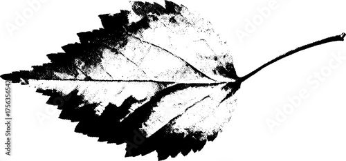Black and white illustration of dried leaf in high contrast for retro design