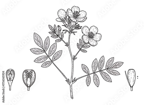 Vintage Botanical Engraving Vector Illustration, Scientific Specimen, Clean Minimalist Design