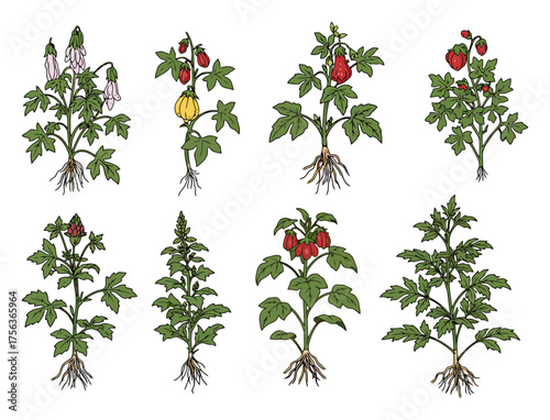 Vintage Botanical Illustration | Heirloom Plants Vector Art | Minimalist Agricultural Design