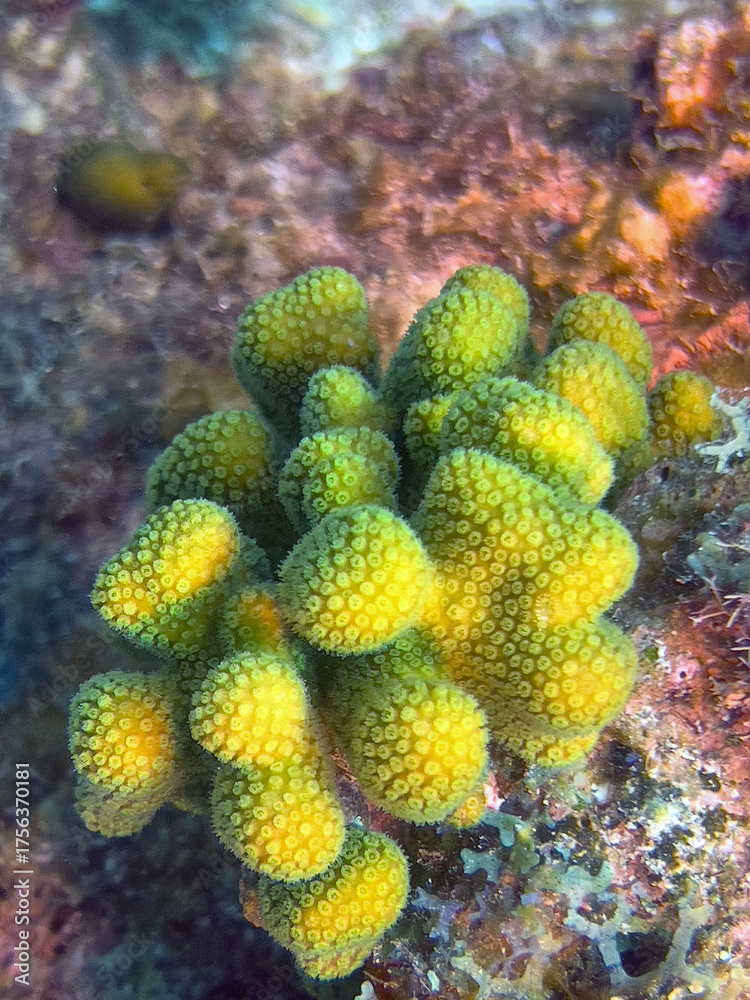Obraz premium Star Coral on coral reef