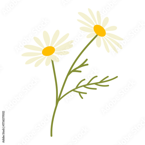 Vector illustration of chamomile (Matricaria chamomilla) with stem and leaves on white background, ideal for design, decoration, beauty, and wellness