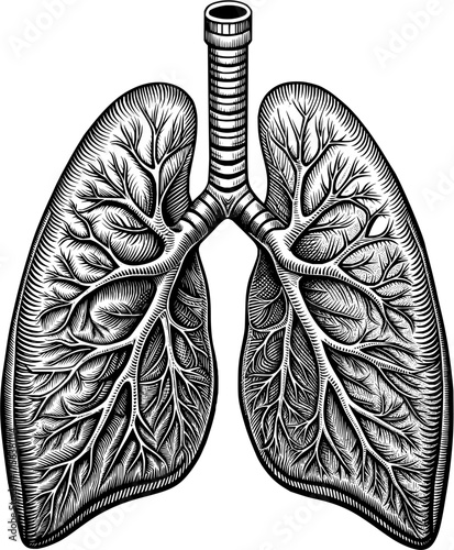 Detailed anatomical illustration of human lungs with intricate branching bronchioles, symbolizing health, respiration, and life's vital processes.