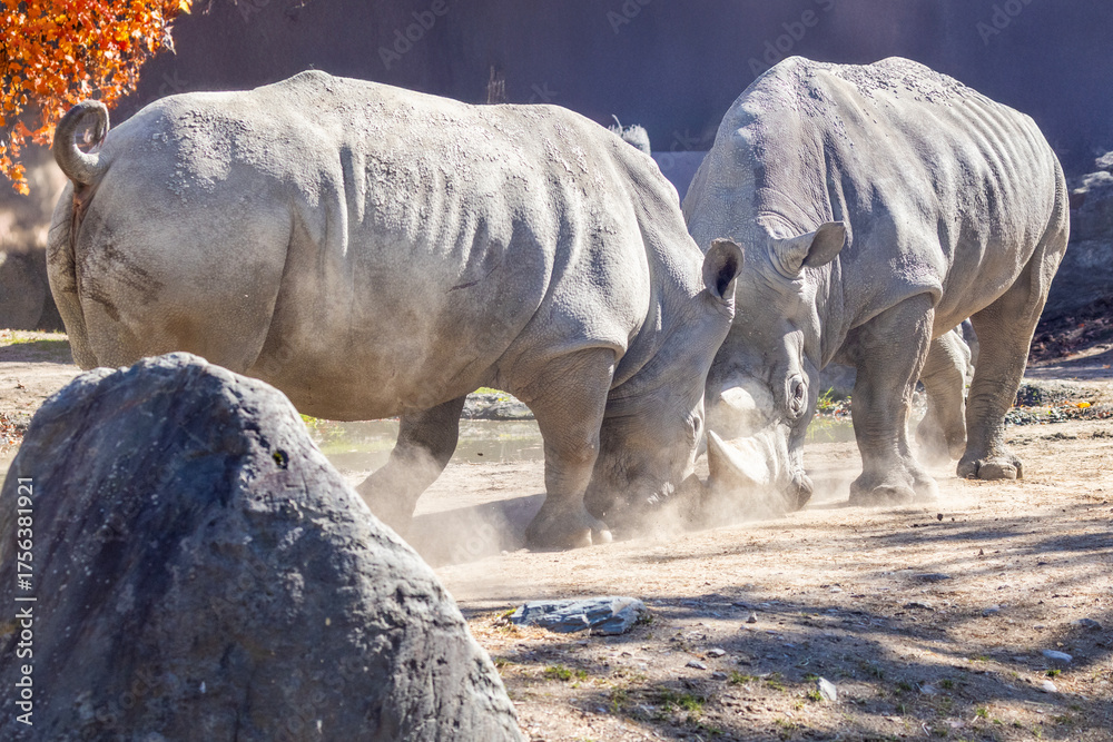 Obraz premium Rhinocéros blanc (Ceratotherium simum) at zoo Granby