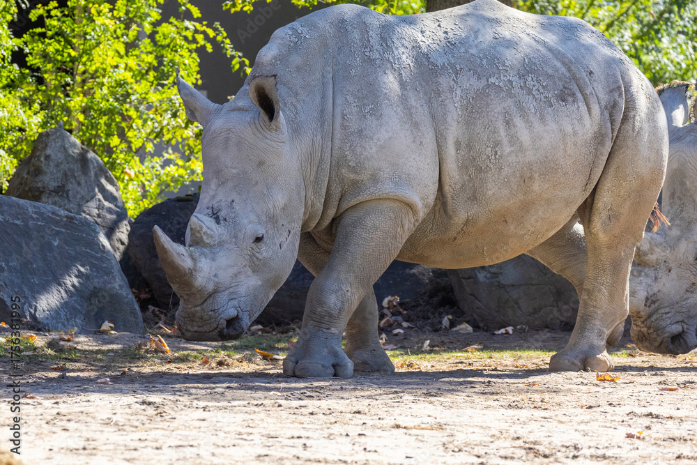 Obraz premium Rhinocéros blanc (Ceratotherium simum) at zoo Granby