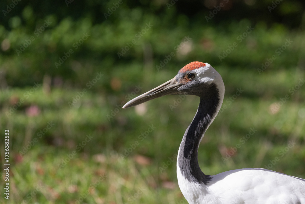 Naklejka premium red-crowned crane (Grus japonensis), also called the Manchurian crane