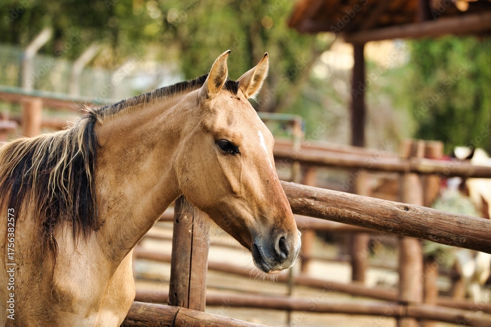 Naklejka premium Brown Horse Standing Inside a Rural Wooden Corral