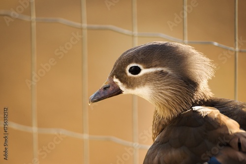 Close-Up Portrait of a Duck with Soft Brown Feathers