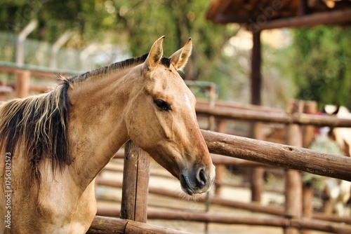 Brown Horse Standing Inside a Rural Wooden Corral