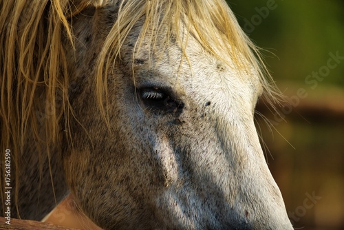 Close-Up of a White Horse with Blond Mane and Calm Expression