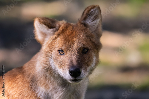 The dhole (Cuon alpinus) portrait