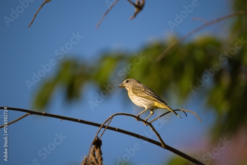 Small Yellow Bird Perched on Thin Branch Against Blue Sky
