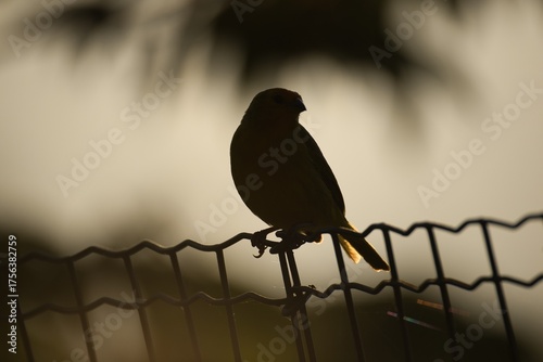 Silhouette of a Bird on a Fence at Golden Sunset