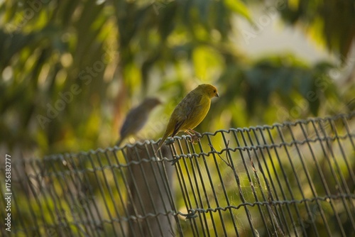 Yellow Bird Sitting on a Fence with Soft Background Light