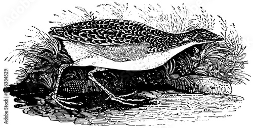 Elegant vintage bird illustration in lush natural habitat captures timeless avian beauty and wild essence for artistic projects