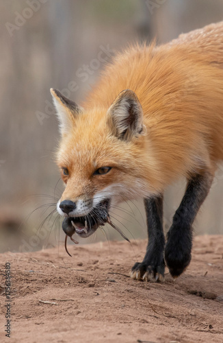 Fotografie Red fox with prey