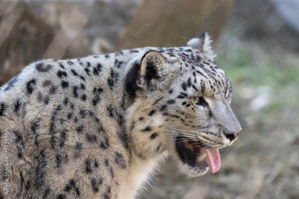 Obraz premium The snow leopard (Panthera uncia)