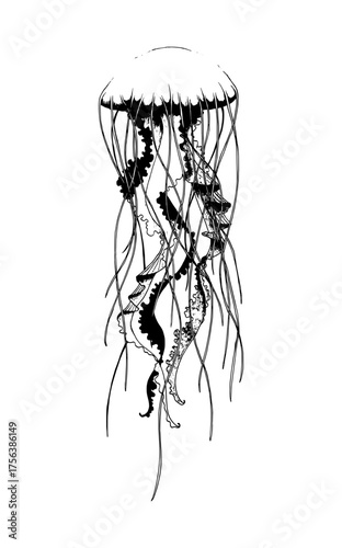 Elegant black and white jellyfish illustration captures delicate underwater grace and flowing tentacles for oceanic themes