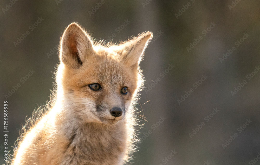 Fototapeta premium Red fox