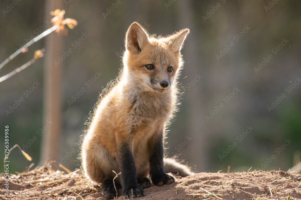 Fototapeta premium Red fox