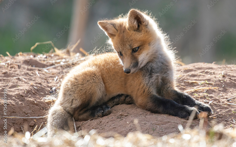 Fototapeta premium Red fox