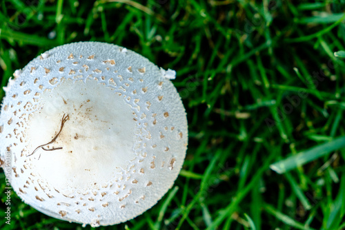 mushroom in the grass