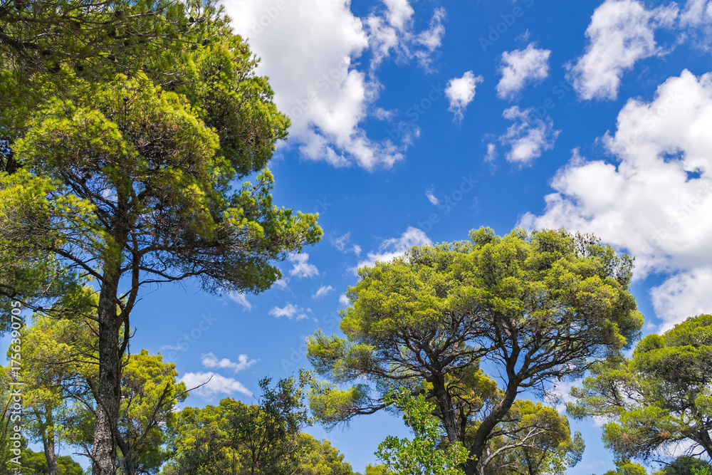 Fototapeta premium Towering Pine Trees Against a Bright Blue Sky: A Verdant Canopy and Fluffy White Clouds Create a Refreshing and Expansive Natural Landscape.Uplifting View of Tree Tops and Cloud-Dappled Sky