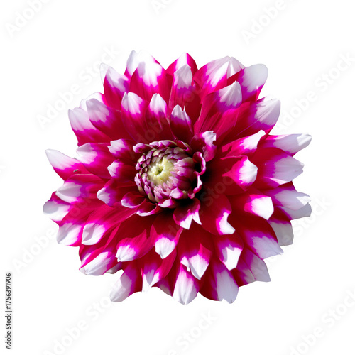 Vivid close-up image of a beautiful red and white flower with a bright yellow...