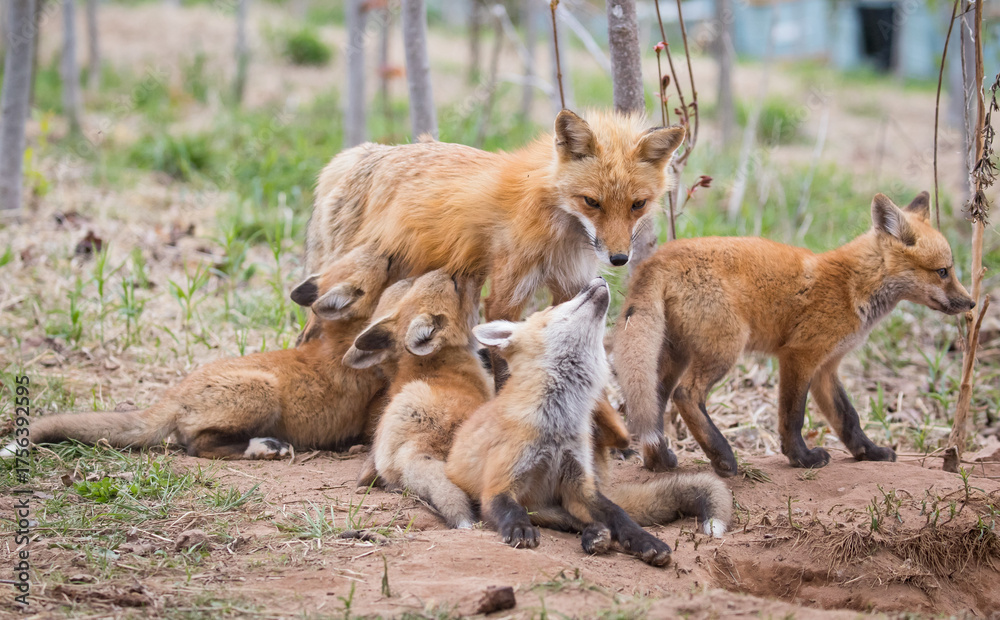 Fototapeta premium Red fox