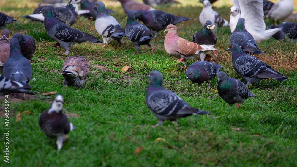 Obraz premium A lot of pigeons are looking for food in the grass. Birds in the city.