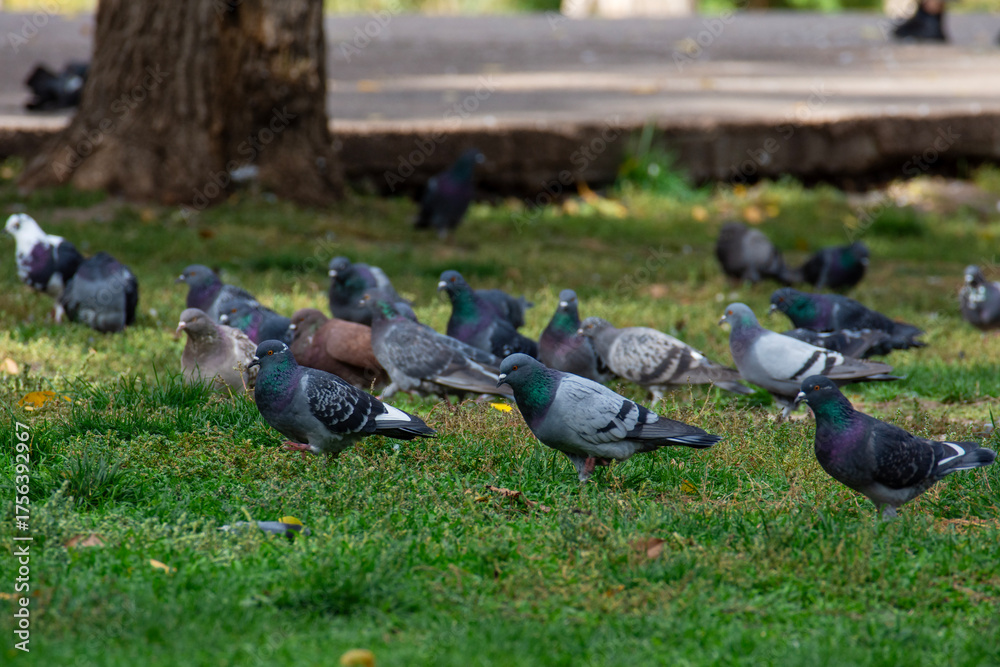 Fototapeta premium A lot of pigeons are looking for food in the grass. Birds in the city.
