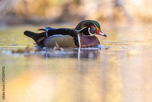 Slika na platnu Wood ducks in autumn light