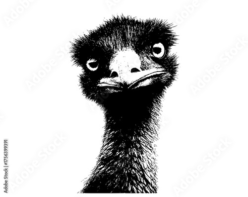a black and white drawing of an emu's headanimal, beak, bird, black, eye, head, neck, ostrich, photo, stare, white 