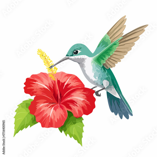 Kolibri auf Hibiskusblüte