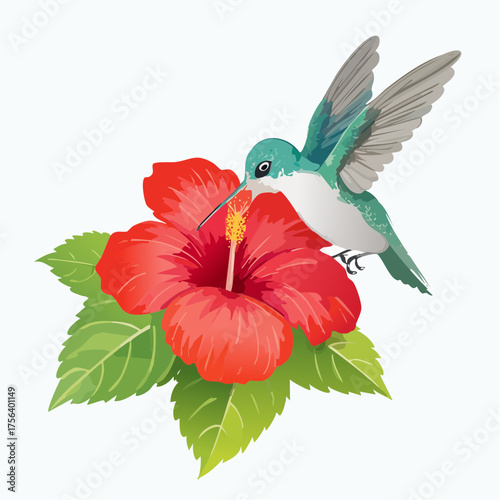 Kolibri auf Hibiskusblüte