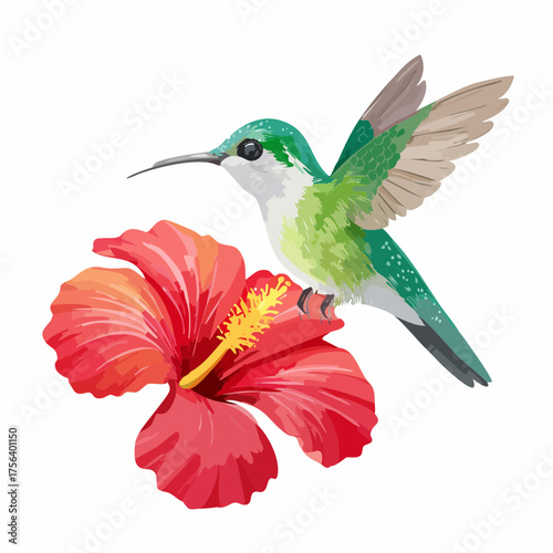 Kolibri auf Hibiskusblüte