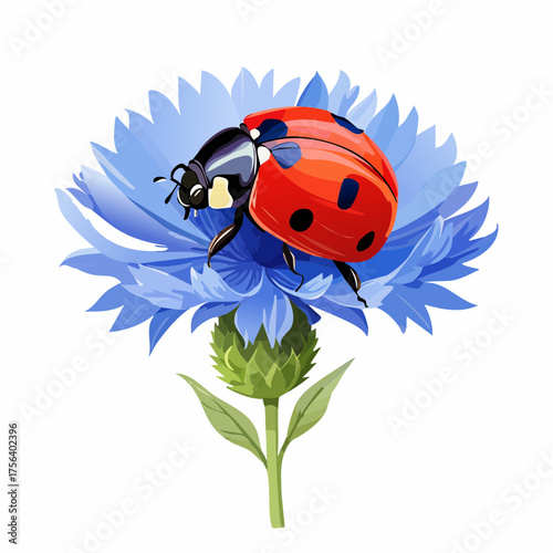Marienkäfer auf Kornblume