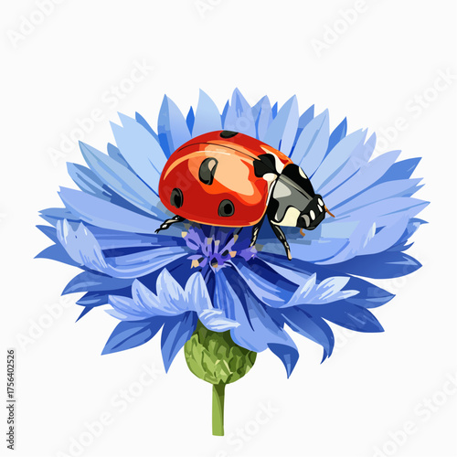 Marienkäfer auf Kornblume