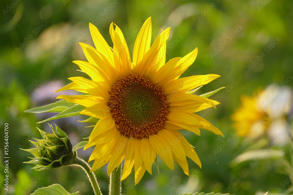 Obraz premium Schöne Sonnenblume in einem Feld im Frühling