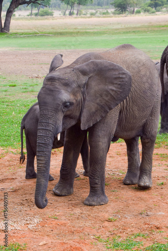 Young elephants in a wildlife sanctuary in Africa.