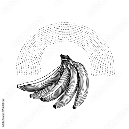 Banana bunch drawing vintage style illustration tropical fruit sketch healthy food vector art detailed design