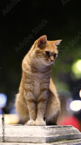 A cat sitting on a pedestal at night