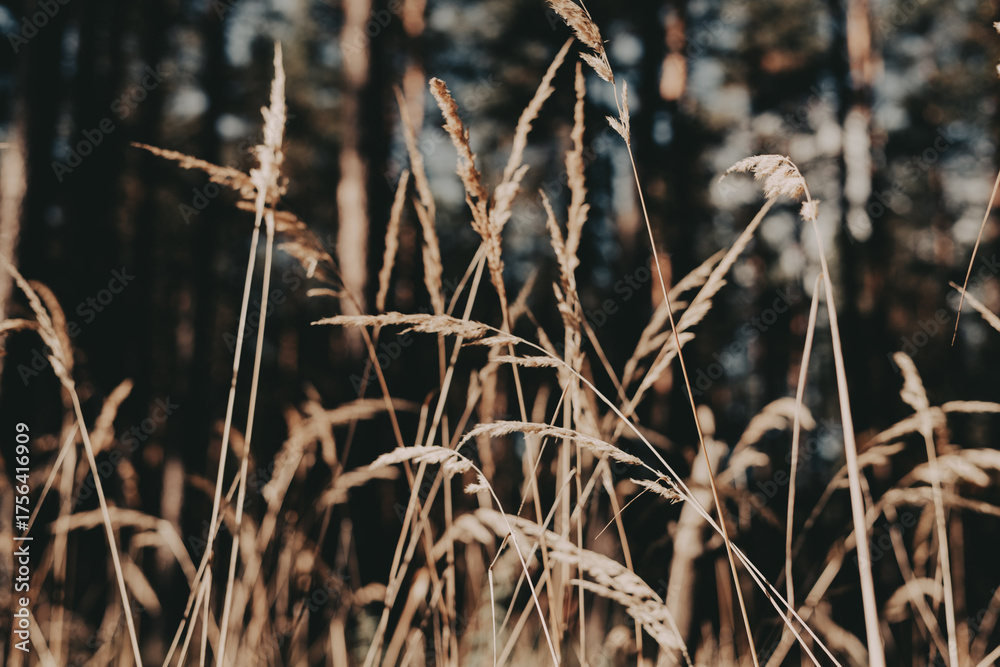 Fototapeta premium Close-up of wild grass in a field with a blurred background and warm tones. Grassland in autumnal season. Calm fall season nature.