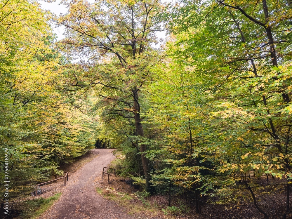 Fototapeta premium Epping Forest in Autumn 